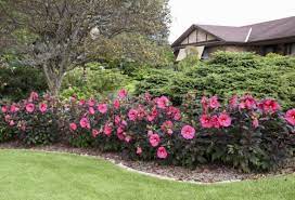Bloom size is big but plant size remains short. How To Grow Dinner Plate Hibiscus Garden Crossings