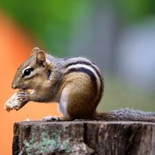The smaller one is for summer. How To Get Rid Of Chipmunks In Your Garden And Yard Garden Mandy
