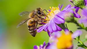 It's bare the nectar and pollen which the honeybees need for develop colony and for honey too. Our Story Queen And Honey