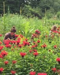 Image result for Monadenium herbaceum