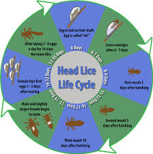 Image result for lice life cycle
