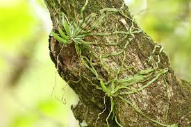 Image result for Taeniophyllum