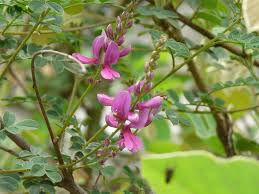 Image result for Indigofera fuscobarbata