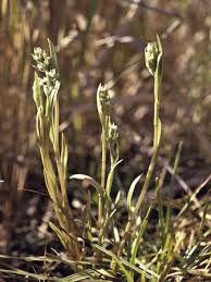 Image result for Zeuxine africana