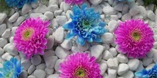 Hd Flower Wallpaper For Laptop Free Download Hd Flower Wallpaper Flower Wallpaper Flower Pictures