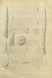 Image result for Culcasia