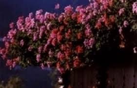 Fiorellini a grappolo profumatissimi che crescono inizio. Le Fioriture Tecniche Di Giardinaggio Le Fioriture Tecniche Giardinaggio