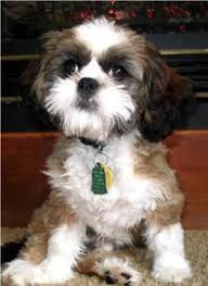 Black And White Papillon Shih Tzu Mix Cava Tzu Full Grown Cavalier King Charles King Charles Cavalier Spaniel Puppy King Charles Spaniel