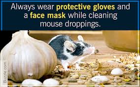 Finding mice droppings in the oven is a common thing and this could be disturbing to many homeowners. Easiest Ever Tips For Identifying And Cleaning Mouse Droppings Home Quicks