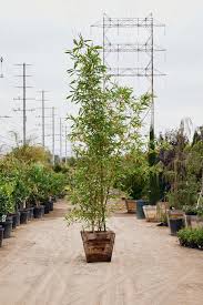 Image result for Bambusa