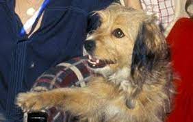 3 Benji Small Dogs Animal Planet
