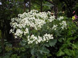 Image result for Crambe
