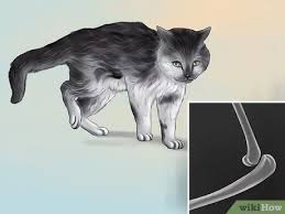 The cat needs to go at once to a vet to have the paw x rayed and see how bad the damage is. How To Diagnose And Treat Dislocated Joints In Cats 11 Steps