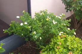 To avoid winter's each flower last for about two days, spending half its time in white and the other half in the darker hue. Gardening In Florida Dwarf Mussaenda For South And Central Florida Gardens