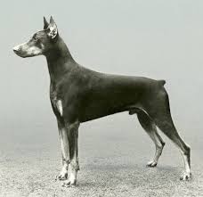 Doberman Pinscher History The Surprising Past Behind The Breed American Kennel Club