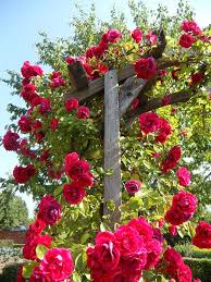 Climbing honey suckles need space to grow and you will want to plant them when the ground isn't frozen other than that they are not picky plants. 14 Best Climbing Plants For Pergolas Arches Arbor Or Trellis