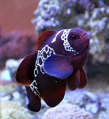 Lightning Maroon Clownfish Hayvanlar Tropik Baliklar Hayvanlar Alemi