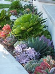 Big Green Aeonium Urbicum Above Agave Blue Glow Echeveria Ruffles Kalanchpe Fla In 2020 Succulent Garden Design Small Front Yard Landscaping Succulent Landscaping