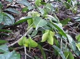 Image result for Petersianthus macrocarpus