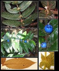 Image result for Lasianthus