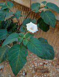 Image result for Datura inoxia