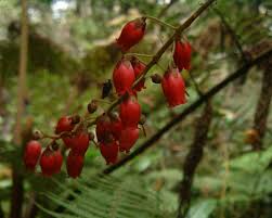 Image result for Agarista salicifolia
