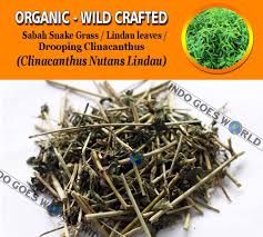 Sabah snake grass grows best in bright filtered light (indirect sunlight) in the warmer months. Sabah Snake Grass Clinacanthus Nutans Lindau Leaves Drooping Clinacanthus Fresh Unbranded Herbs Herbalism Milkweed