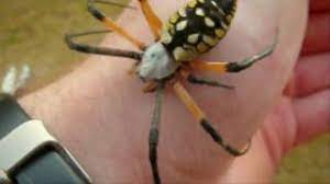 The species was first described by hippolyte lucas in 1833. Female Black And Yellow Argiope Orb Weaver Spider Argiope Aurantia Youtube