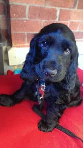 Get yours via lancaster puppies. English Cocker Spaniel Wikiwand