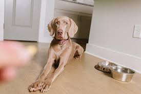 While our discount pet meds are already very affordable, customers can take. How To Give A Dog A Pill 6 Tips For Pet Owners To Try