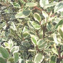 Bbc Gardening Plant Finder Italian Buckthorn