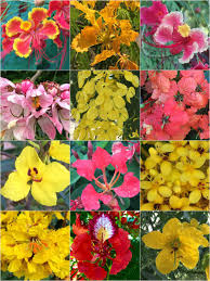 There is room in virtually any garden design for the many shades of yellows found in spring bulbs, flowering shrubs, and herbaceous plants. Dr Dale Dixon On Twitter Summer Flowering Tropical Shrubs And Trees In The Fabaceae Caesalpinioideae From Summergarden S Of Eastern Australia The Two Bottom Lh Yellow Flowers Are Ozplants Https T Co Egqpi6zovr