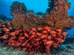 Image result for Faroa affinis