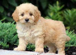 Beautiful white puppy bichon fris poodle mix. Teddy Bear Bichpoo Puppy For Sale Keystone Puppies