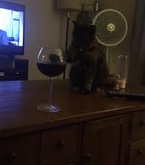 They're fun hiding spots, but a cat can become trapped or injured. Mallory On Twitter Free Cat Loves Pushing Glasses Off The Coffee Table And Knocking One Airpod Under Kitchen Appliances