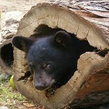 When people defined hibernation simply in terms of temperature black bears are now considered highly efficient hibernators. Hibernation 101 What Are Those Wacky Black Bears Doing Right Now Smoky Mountain Ziplines