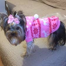 Judge your yorkie save the yorkipoo puppies for sale store. Pet Clothes Fashion Keep Warm Dog Clothing Small Dog Knit Sweater With Hooded Christmas Costume For Puppy Chihuahua Xs Xl 108