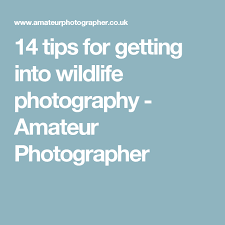 Wildlife Photography Top Tips And Techniques From The Experts Wildlife Photography Tips Focus Photography Landscape Photography Tips