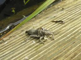 Learn vocabulary, terms and more with flashcards, games and other study tools. Abandoned Dragonfly Carapace And A Smaller Molting Beside Flickr