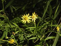 Image result for Senecio madagascariensis