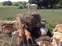 Wish we had something like this on long island! Simmons Farm Petting Zoo Middletown Aktuelle 2021 Lohnt Es Sich Mit Fotos