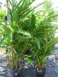 Check spelling or type a new query. Alpinia Zerumbet Shell Ginger
