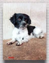 Hund Havanesen Mix Reinrassig Rude 5 Jahre Ungarn Bobby Hunde Haustiere Tierheim
