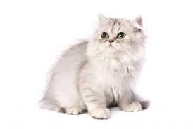 Recognized by the cat fancy since the late 19th century, it was developed first by the english. Characteristics Of Chinchilla Persian Cats Lovetoknow