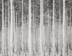 Enjoy top 100 ansel adams quotes & sayings. Grove Of Poplar Trees Dusk 2010 By Jeffrey Conley Black And White Landscape Ansel Adams Poplar Tree