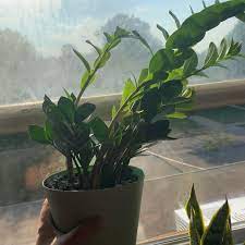 Oct 03, 2020 · depending on how mature your plant is and how many crowns there are, it'll be possible to divide your peace lily into multiple plants. Zz Is Leaning What Am I Doing Wrong Houseplants