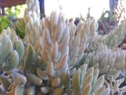 Image result for Caputia