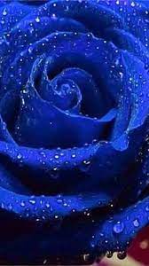 Blue flower field flower sky. Wallpaper Flower Blue Rose Hd Wallpaper