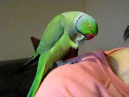 Meet einstein, an african grey parrot at the knoxville zoo. A Cute Talking Parrot Youtube