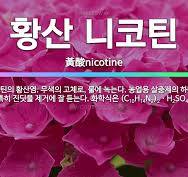 🌟황산 니코틴: 니코틴의 황산염. 무색의 고체로, 물에 녹는다 ...